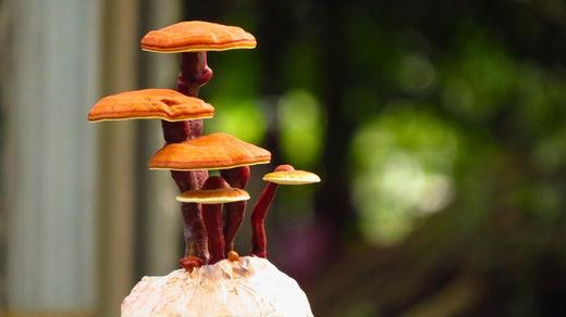 Reishi Mushrooms: The "Mushroom of Immortality" for Better Sleep