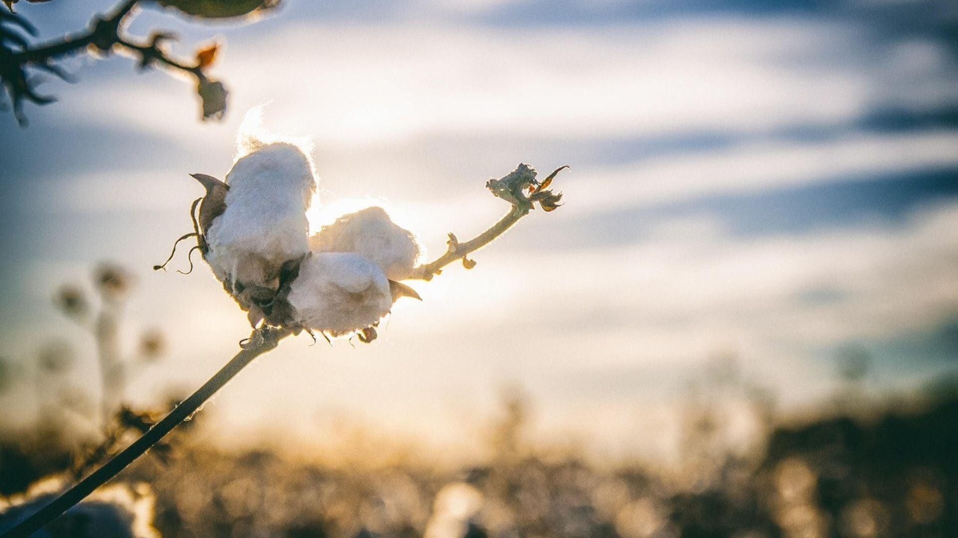 The Hidden Dangers of Conventional Cotton: Why Organic is the Smarter Choice - paizlie